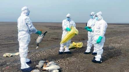 Amid crow deaths due to bird flu, 4,200 chicks found dead in Latur district