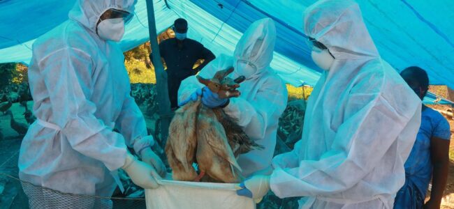 Bird flu confirmed as cause of death for crows in Latur; authorities take preventive measures