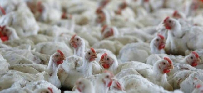 No bird flu found in poultry: Admin No bird flu found in poultry: Admin