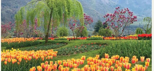 Srinagar tulip garden sees over 50 pc decline in visitors this year