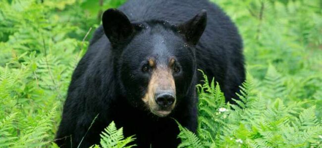 Presence of wild bear creates panic in Shopian area