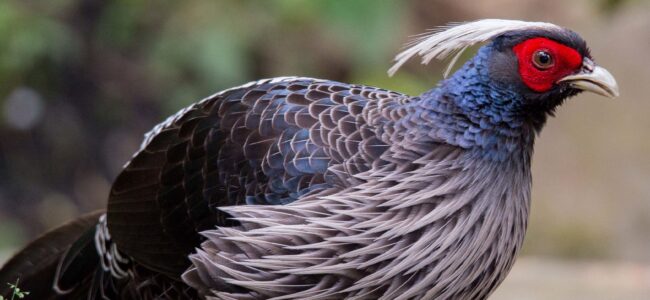 J&K adopts Kalij Pheasant as UT bird; No change in State animal