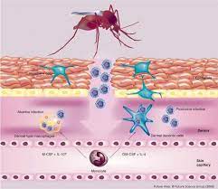 High number of dengue cases: Central teams sent to 9 states, UTs