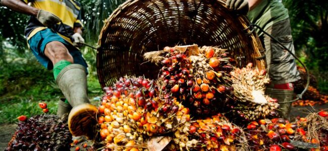 Govt cuts import duty on refined palm oil to 12.5 pc