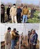 Director Agriculture visits Vegetable Clusters at Maloora, Srinagar