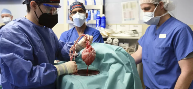 In 1st, US surgeons transplant pig heart into human patient