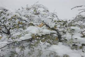Snowfall after effects: Dir AP&FW Deptt visits various districts of South Kashmir