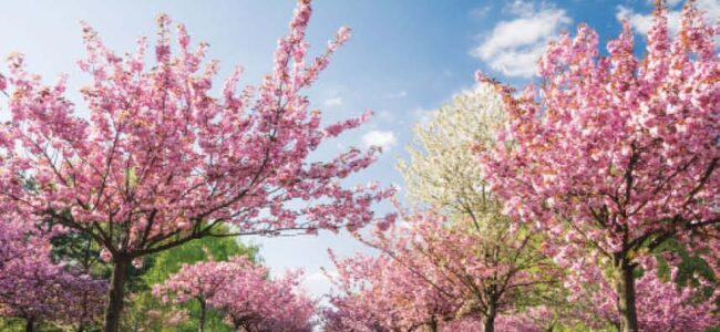 Transforming J&K: Spring Blossom Fest turns big hit among tourists, locals Transforming J&K: Spring Blossom Fest turns big hit among tourists, locals