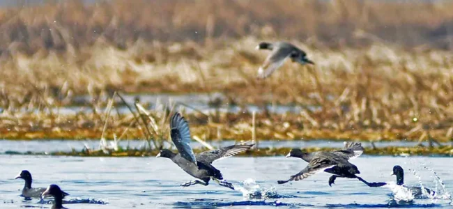 Migratory bird Sanderling sighted in Kashmir’s Hokersar wetland