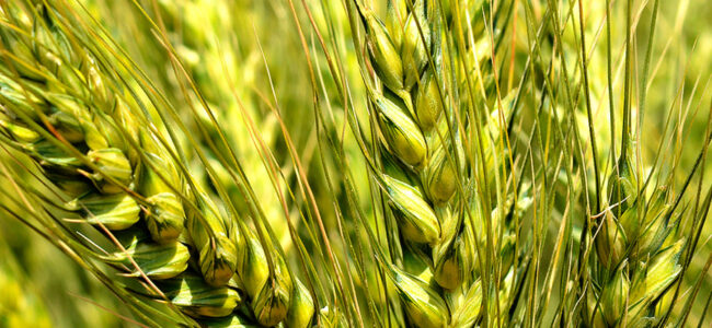 India prohibits wheat exports with immediate effect India prohibits wheat exports with immediate effect
