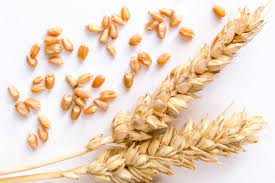 UAE suspends exports, re-exports of Indian wheat for four months
