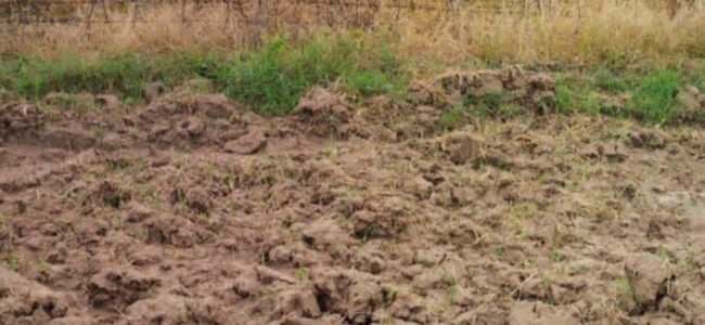 Smuggling bid foiled, intruder injured along IB in Samba: BSF Smuggling bid foiled, intruder injured along IB in Samba: BSF