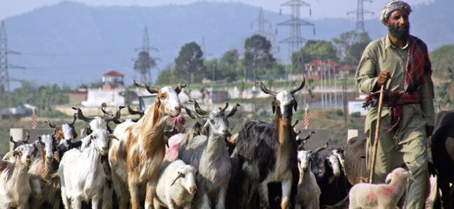 Unseasonal snow adds to hardship of Gujjar, Bakerwal tribes’ seasonal migration