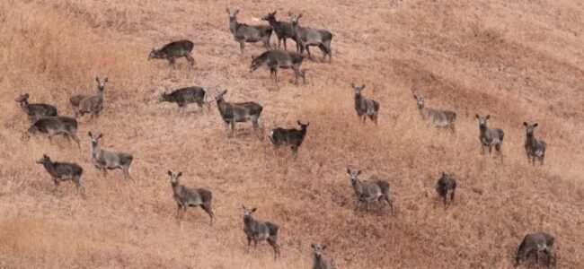 Department of Wildlife Protection, WD Kashmir kick starts Wildlife Week
