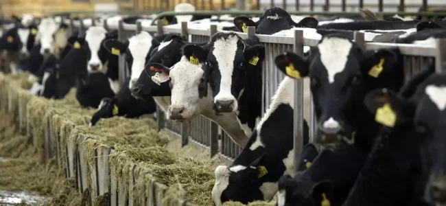 Dairy farmers becoming self-reliant, market access being provided through ODOP: Govt