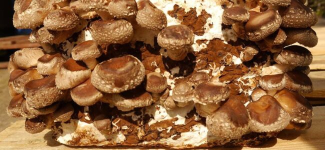 Young Awantipora woman resorts to mushroom cultivation to earn a living