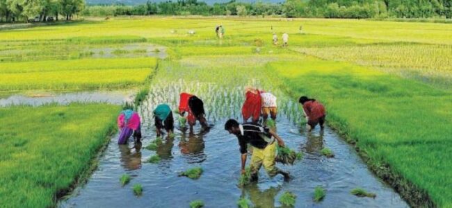 India urea plants at half capacity as West Asia tensions choke gas supplies