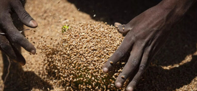 Enough foodgrains stocked to meet requirements of welfare schemes: Govt