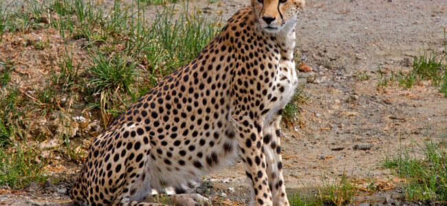 India signs pact with S Africa to bring 12 cheetahs in February India signs pact with S Africa to bring 12 cheetahs in February