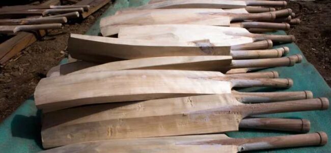 Kashmir Willow Swings Back into Global Demand
