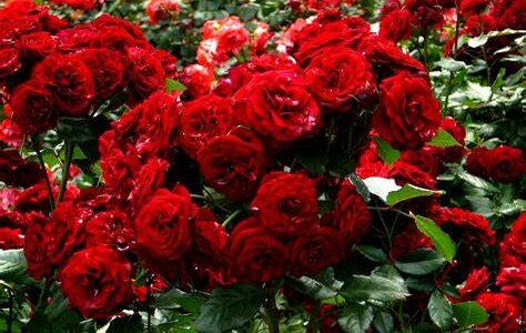 Nepal bans rose import ahead of Valentine’s Day Nepal bans rose import ahead of Valentine’s Day