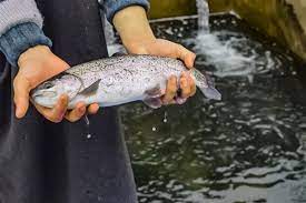 Trout fish, fresh vegetables remain available on Herath at Kupwara