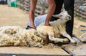Directorate of H&H Kashmir gets sanction for marketing of Raw Wool, Pashmina Wool