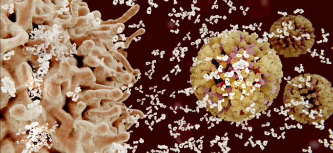 Human antibodies that can block multiple corona viruses traced: Study