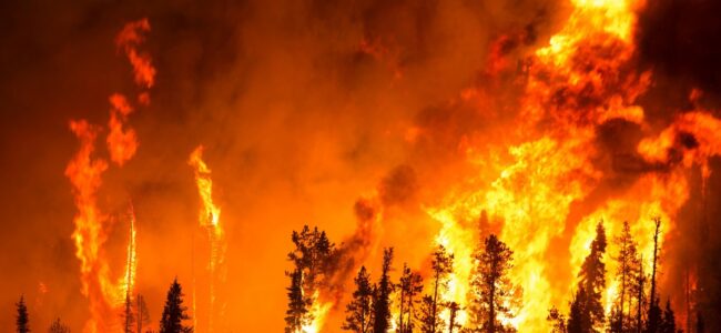 Reduced precipitation: NDMA issues ‘very high forest fire risk’ alert for JK