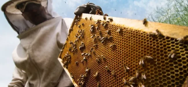 Admin sets up approx 1,65,000 bee colonies