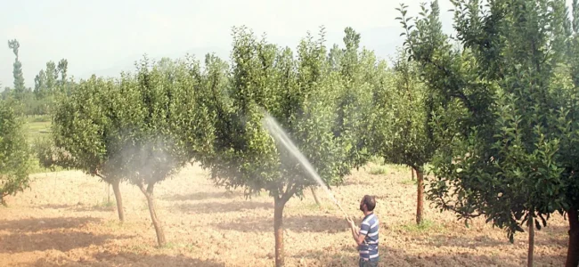 Fighting scab: Experts tell orchardists to spray fungicide before rains Fighting scab: Experts tell orchardists to spray fungicide before rains