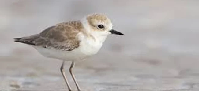 Hanuman plover reinstated as species after 86 years: Scientists Hanuman plover reinstated as species after 86 years: Scientists