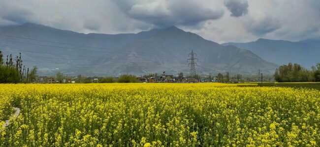 Centre to bring new seed, pesticide laws to protect farmers from substandard products: Union Minister Centre to bring new seed, pesticide laws to protect farmers from substandard products: Union Minister