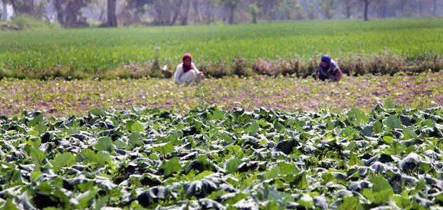Progressive farmers of JK: Pol Science graduate from Baramulla becomes role model in agri farming