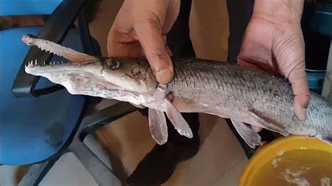 Alarm bells ring among scientists, authorities after Alligator Gar Fish found in Dal Lake