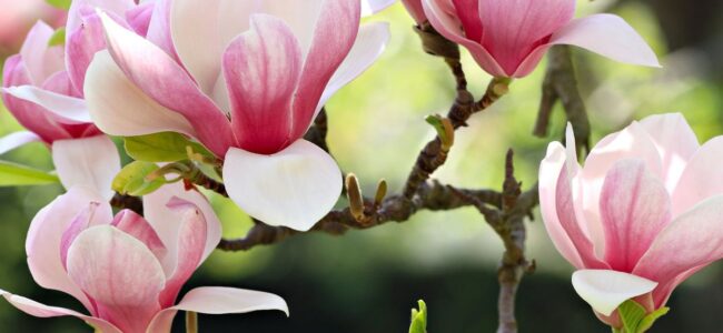 Magnolia tree compound inhibits Covid reproduction: Study