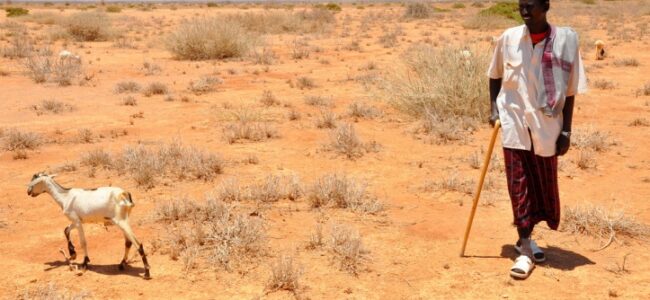 Climate change- Need for systematic, long-term approaches to food crisis: Report