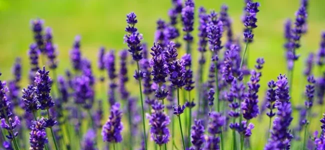 Lavender Fest-2024 Blooms at Bhaderwah Campus
