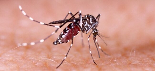 One-shot chikungunya vaccine found safe, effective in first phase 3 trial: Lancet Study