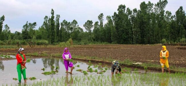 Paddy procurement hits record high of 4.47 lakh quintals in Jammu Paddy procurement hits record high of 4.47 lakh quintals in Jammu