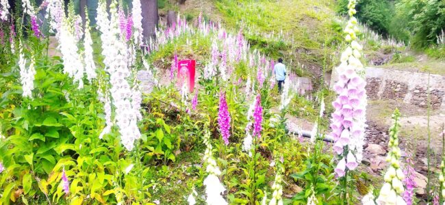 Rare wild flower bloom a beautiful surprise for tourists visiting Bhaderwah