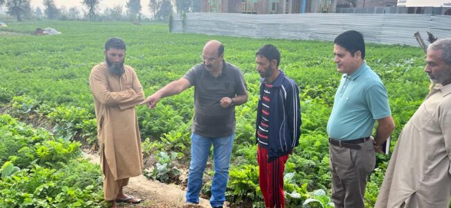 Director Agriculture visits Vegetable growing areas of zone Qamarwari