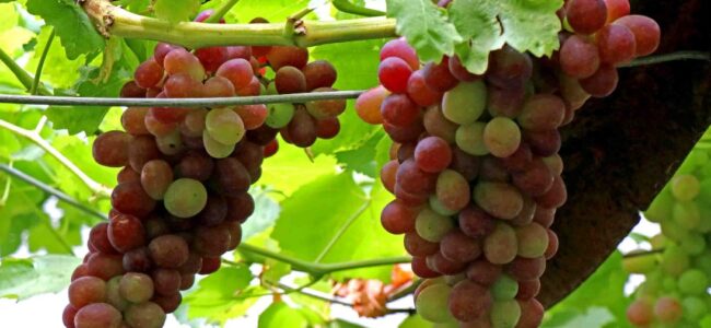 The grapes are sweet for sure in Repora village in Ganderbal The grapes are sweet for sure in Repora village in Ganderbal