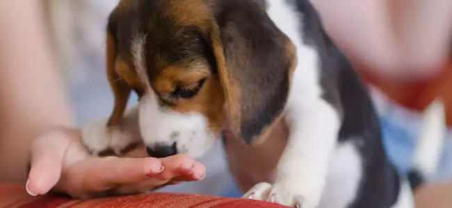Trained scent dogs may more effectively detect Covid than RT-PCR tests: Study Trained scent dogs may more effectively detect Covid than RT-PCR tests: Study