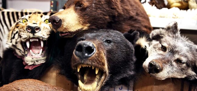 DRI busts wildlife smuggling racket in Srinagar