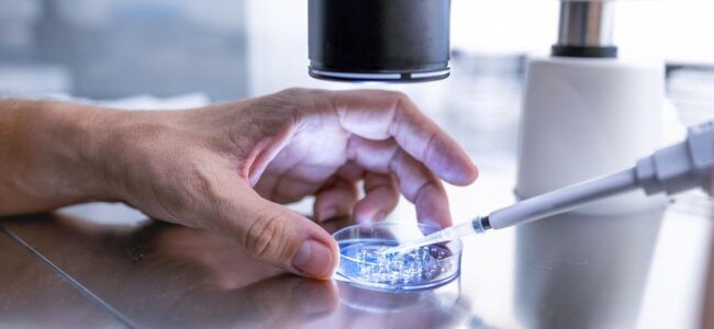 Scientists grow whole model of human embryo without sperm or egg
