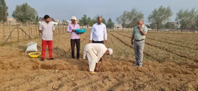 Director Agriculture visits Saffron growing areas of Pampore Director Agriculture visits Saffron growing areas of Pampore