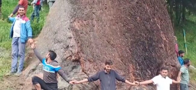 World’s largest Cedar tree found in Doda: Officials World’s largest Cedar tree found in Doda: Officials