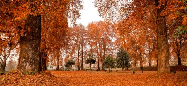 When autumn spoke