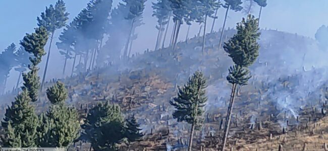 India lost 18,200 ha of primary forest in 2024: Data